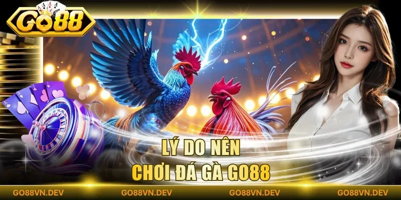 Lý do nên chơi đá gà Go88 Lý do nên chơi đá gà Go88